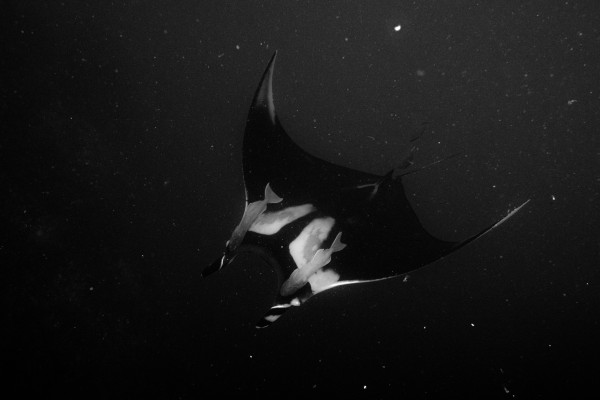 Mantas by Michael Brown